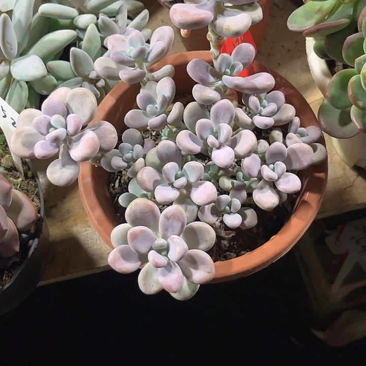 雪***70000000000000002126