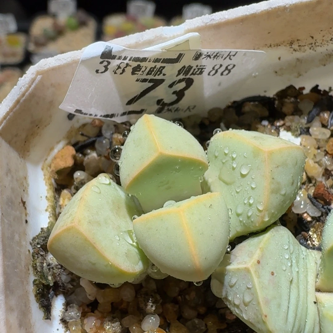 Sssss精品生石花73