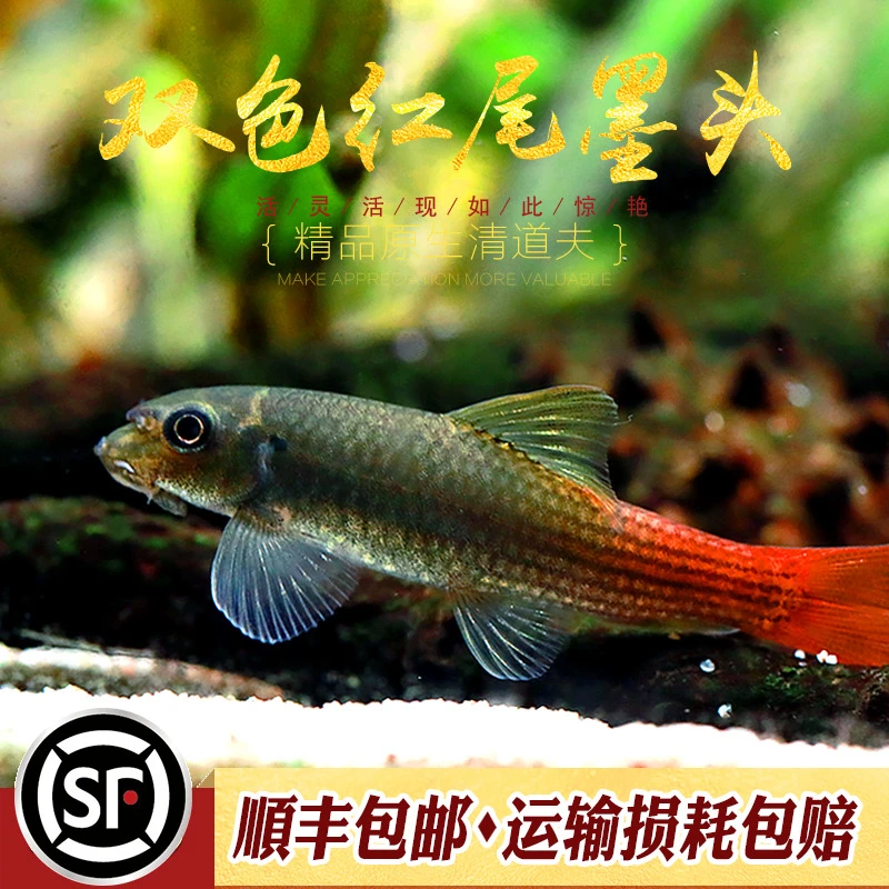红绿独角兽彩虹双色墨头鱼缅甸仙观赏鱼除藻工具鱼红尾墨头鱼活体