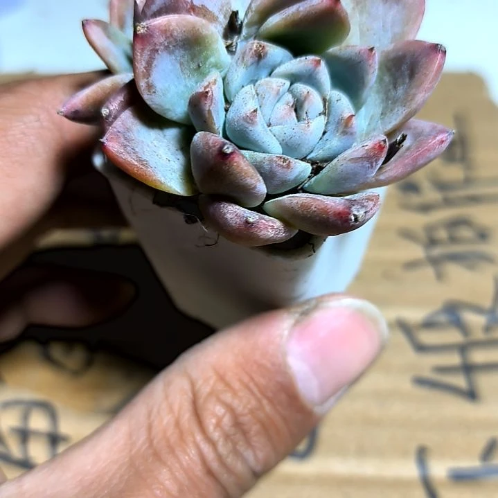 满6元包邮，如梦令拇指盆2/4头