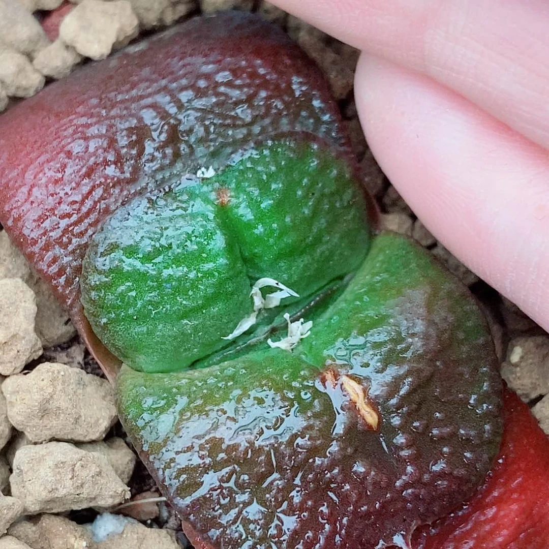 330特军配蝴蝶叶深V带盆发货