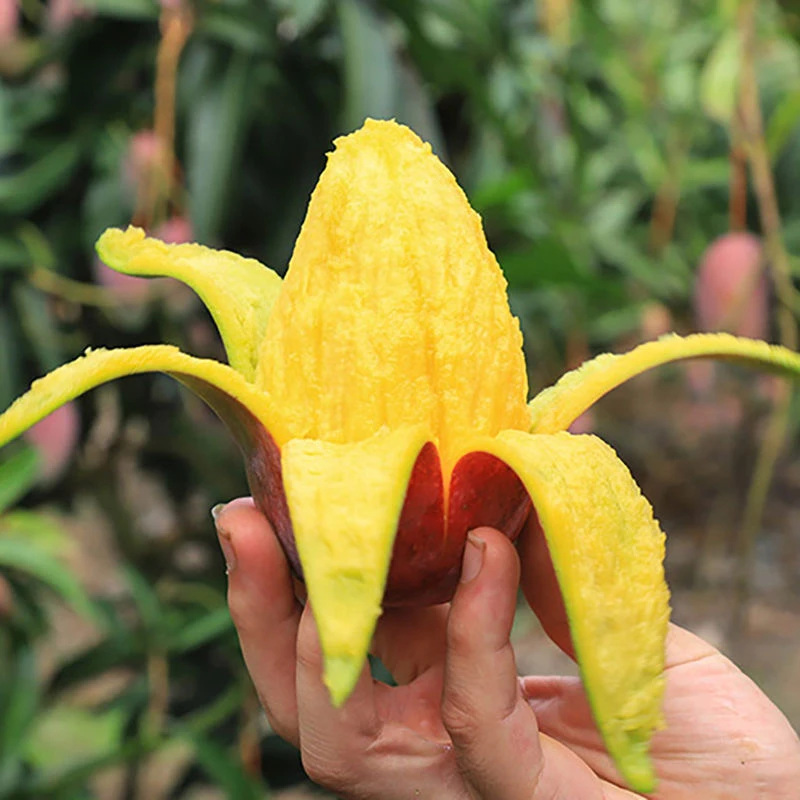 【放软食用】海南彩虹贵妃芒5斤带箱红金龙新鲜应季水果坏果包赔