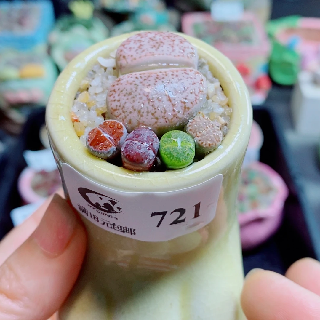 生石花花花哈哈哈哈哈哈721