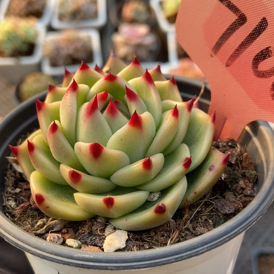 7106蓝龙多肉植物保护