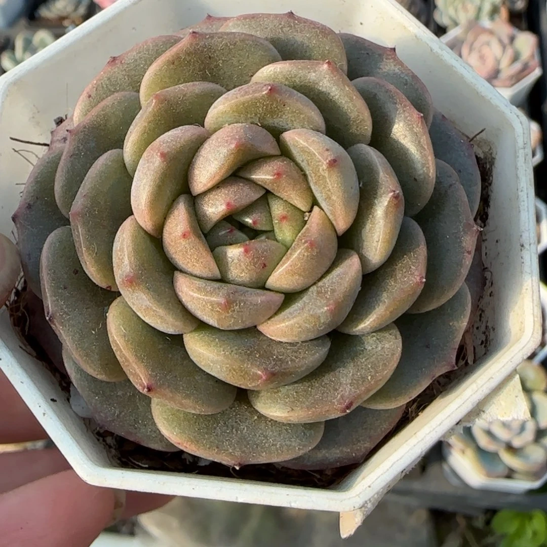 小卡拉米糖心一物一拍