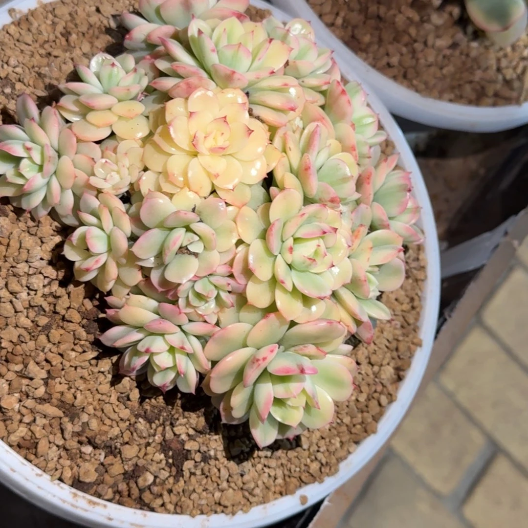 梦幻玫瑰锦多肉植物