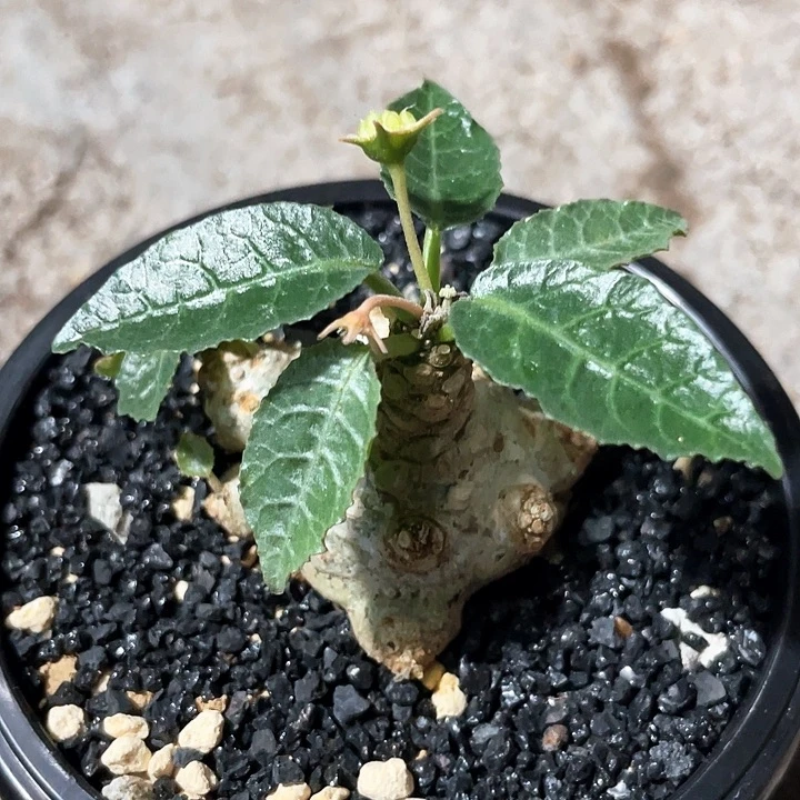 捡漏银脉霍伍德666666666