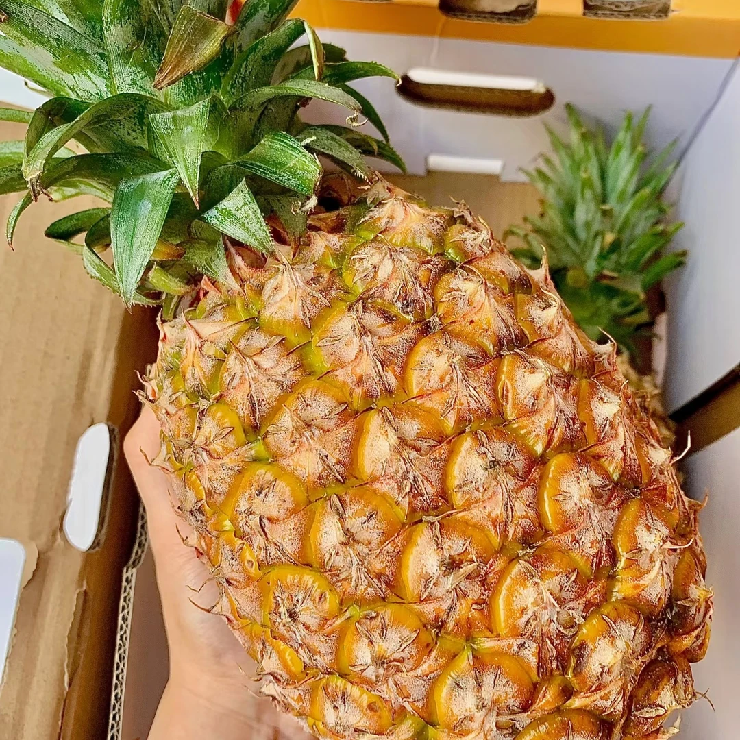 【直播福利】海南金钻凤梨1个 约1.5-2斤（要切备注）
