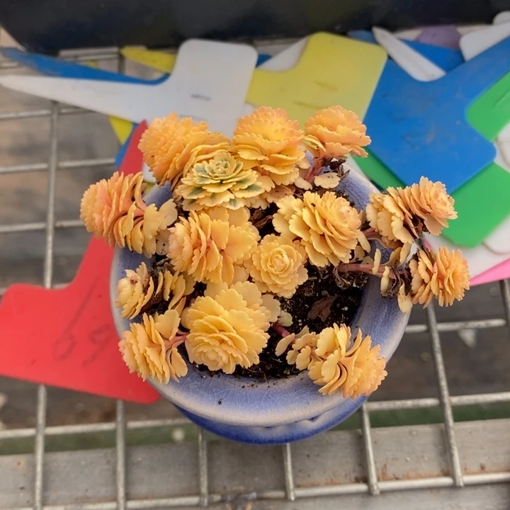 伯克利和格蕾纳等著名音乐