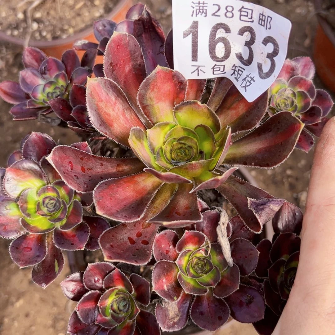 呆***熊1633多肉植物法师法师