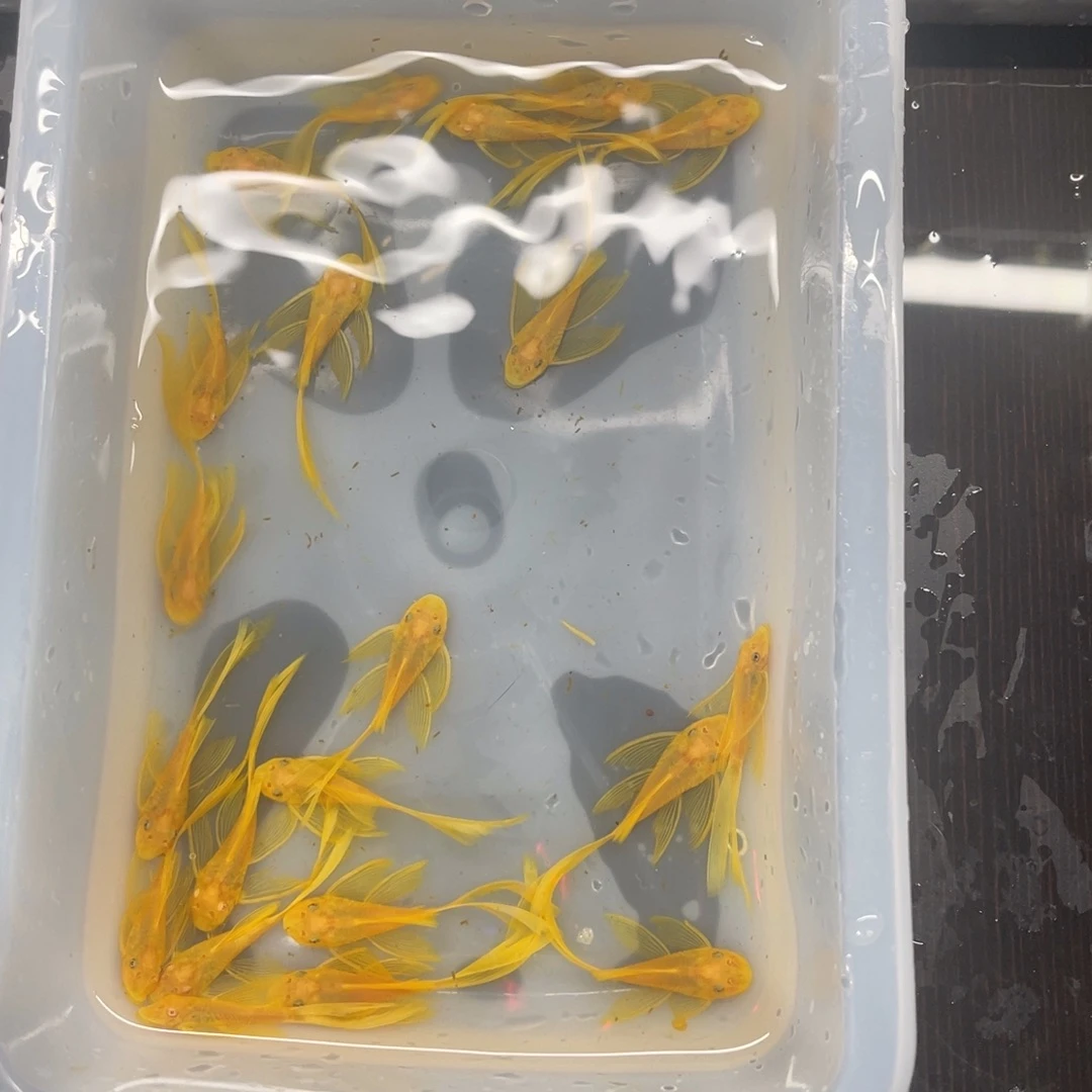 清道夫鱼中号帆20天开箱视频报损