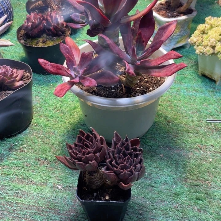 钻石锦黑王子一物一拍