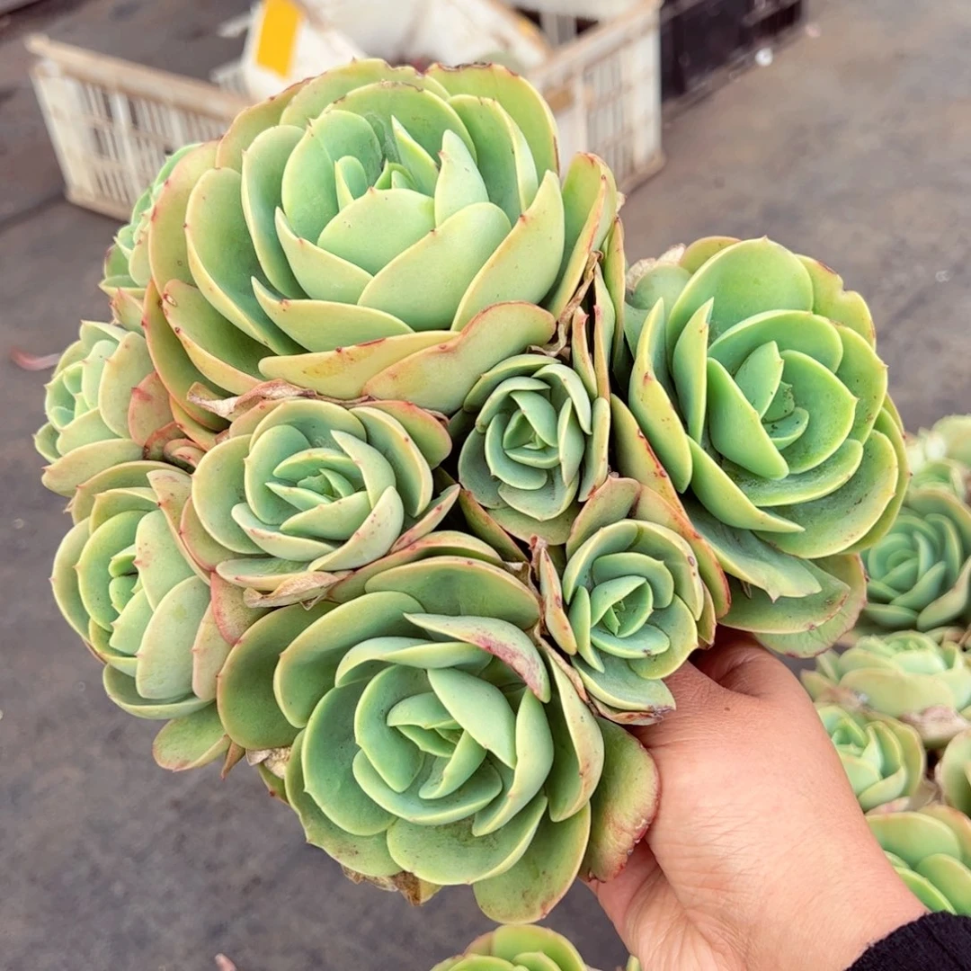 鸡蛋碧桃多头大盆群