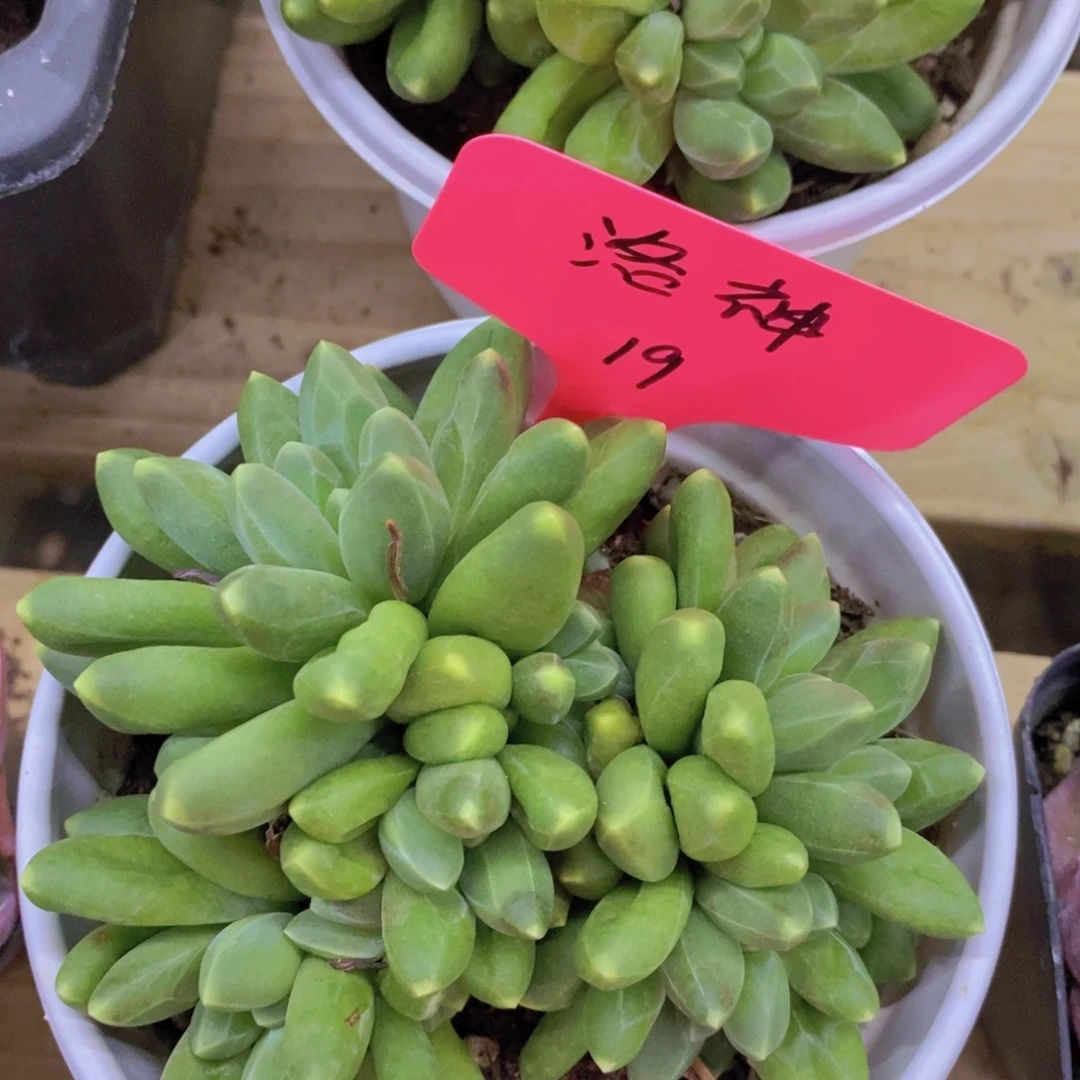 清货，一物一拍，看准，不对称价格
