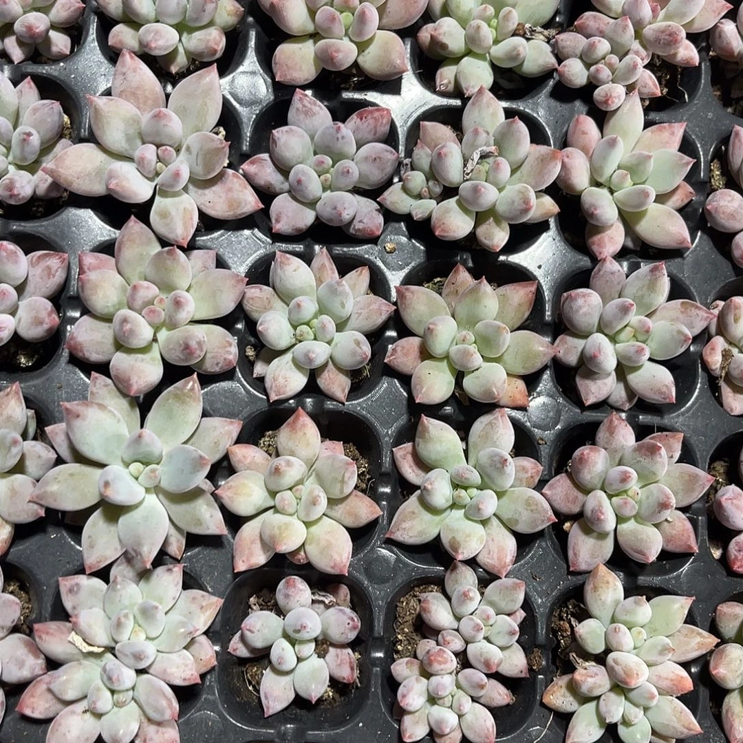 精品红蜻蜓多肉植物