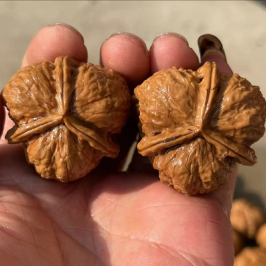 喜马拉雅雪山三棱核桃