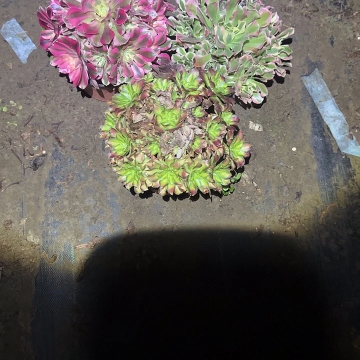 不包侧枝一物一拍68