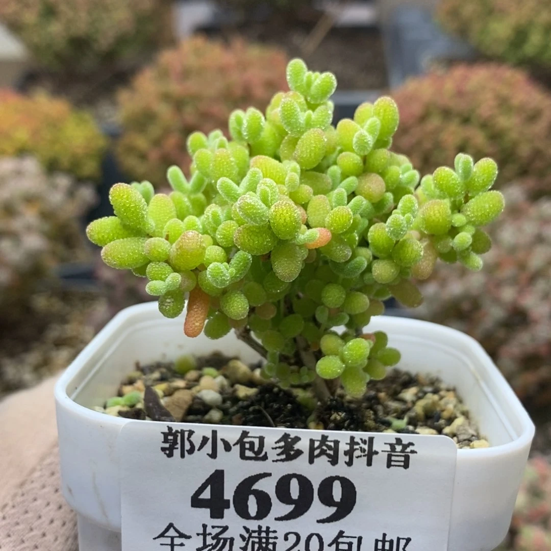 蜜橘糖球4699年后发货
