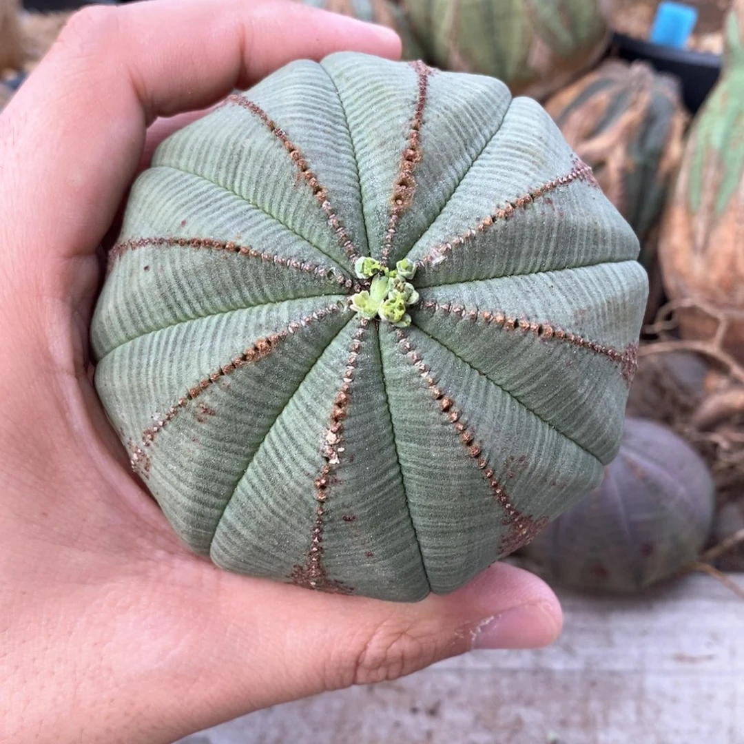 11 欧系实生布纹球多肉植物