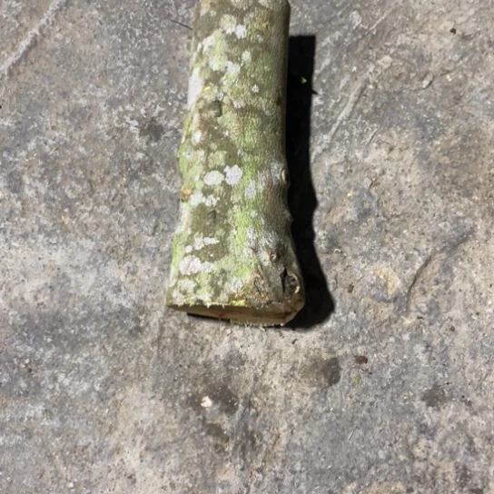 沉香碎屑沉香小***略奇楠沉香原木料