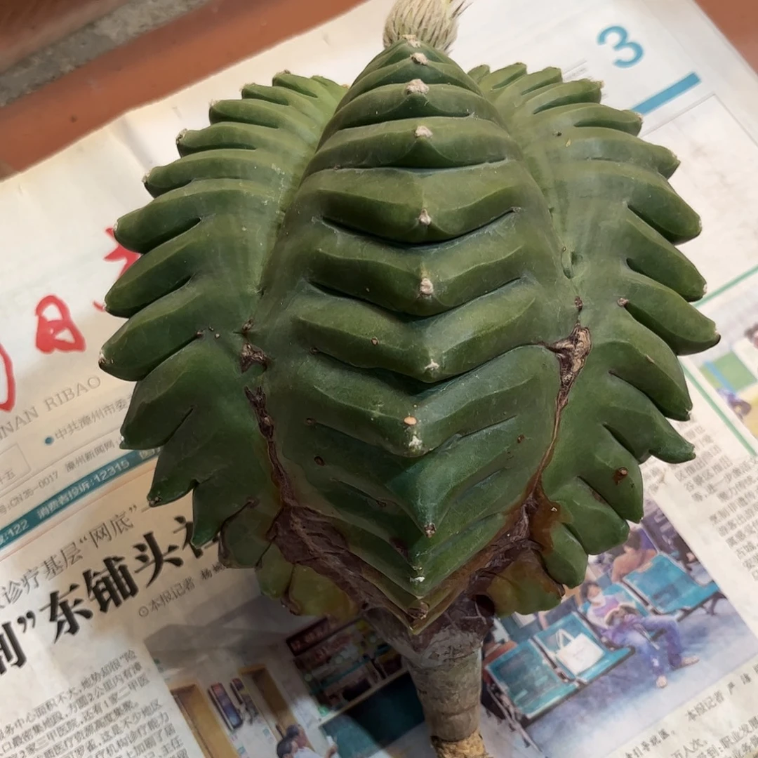 知***乐仙人球鸾凤玉实生