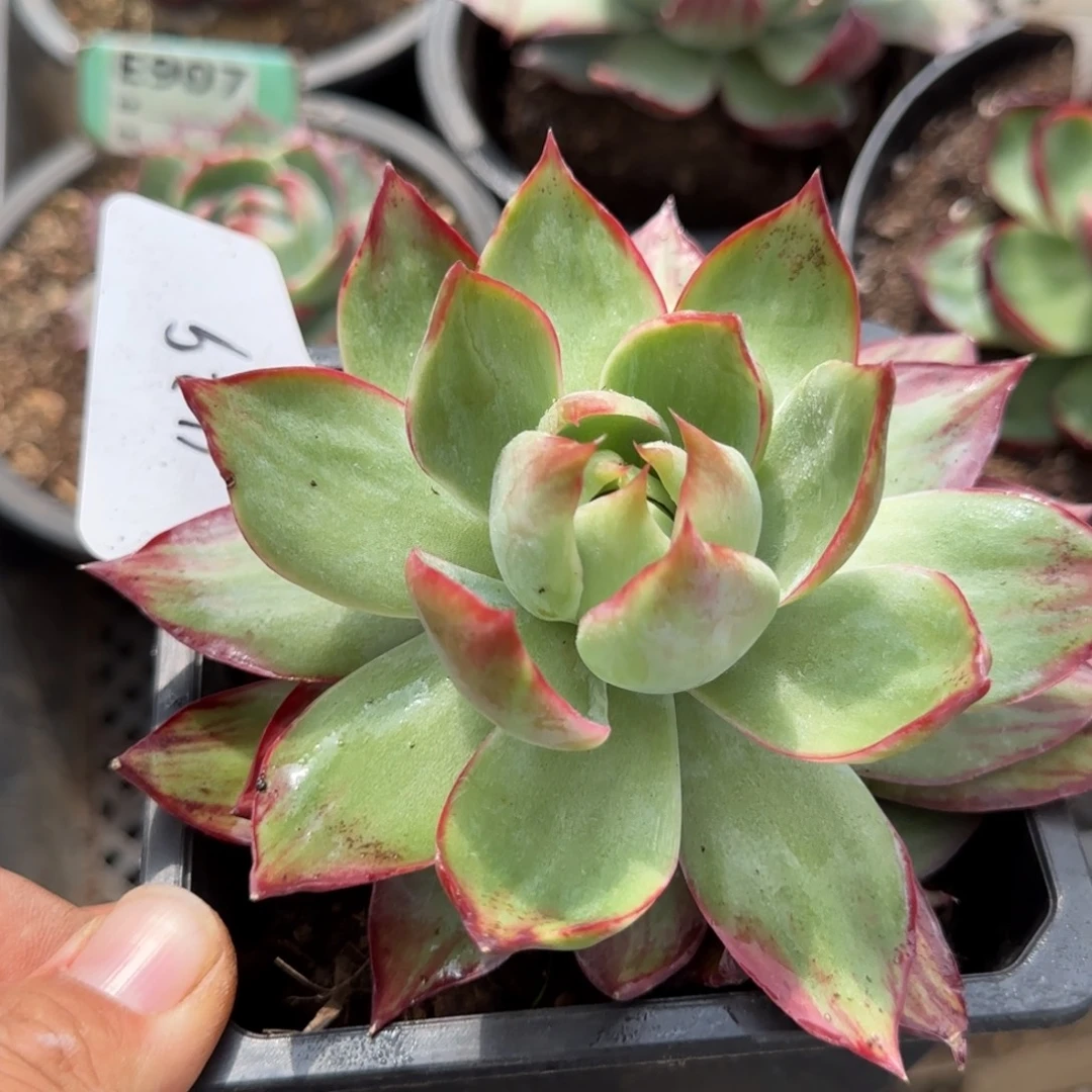 惊鸿一物一拍包装收缩花旱429