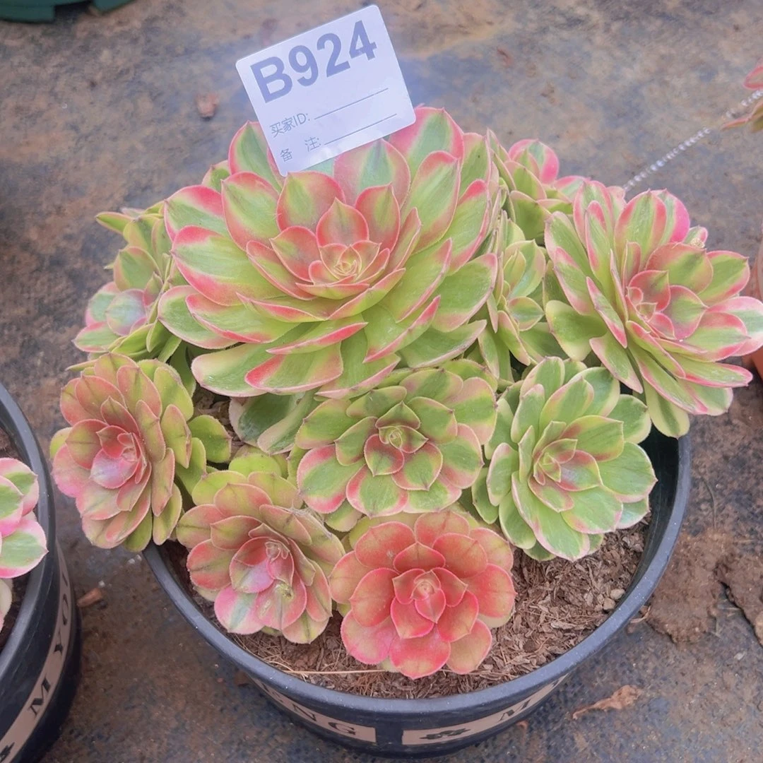 924，半糖荔枝多肉植物法师