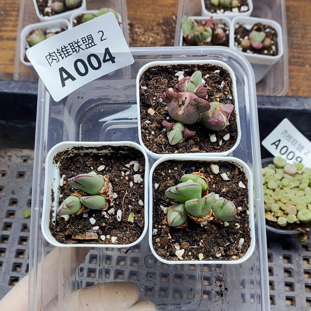 004啊啊啊啊呃哦哦哦