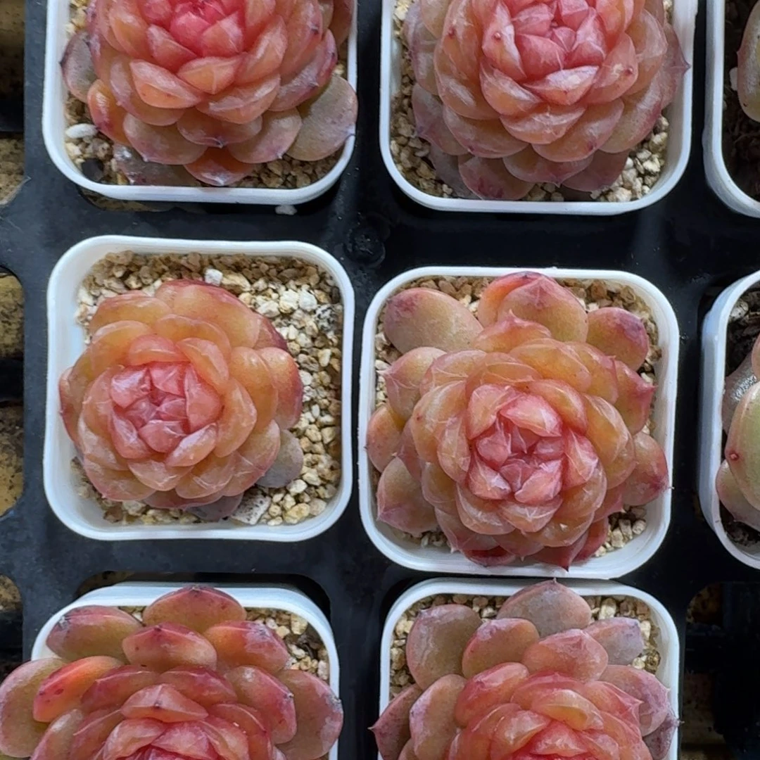 1208-044-灯下编号一颗量拍