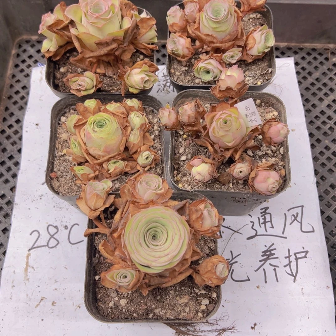 925 侧牙掉了不包损无售后