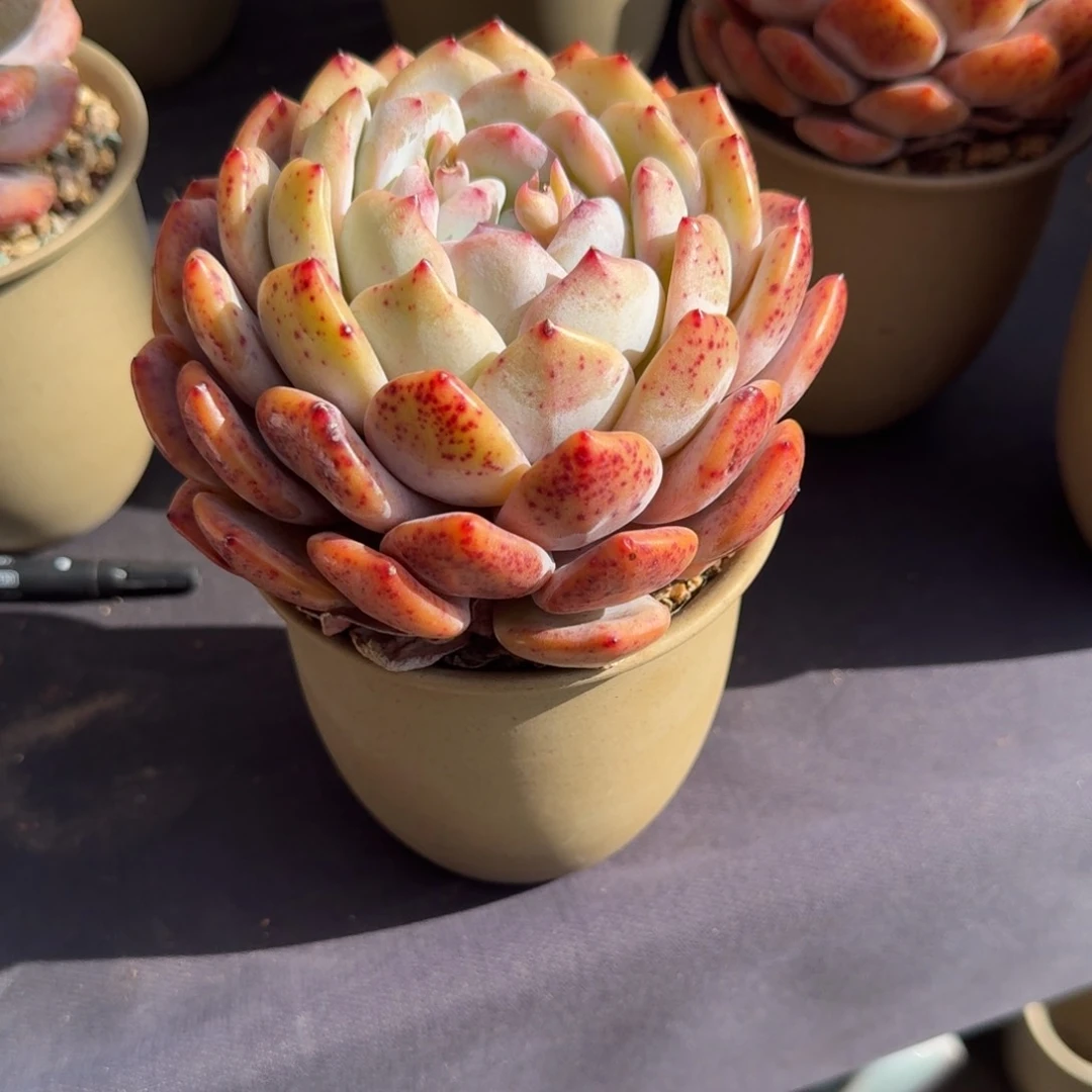 ?*染带盆发货，专拍链接