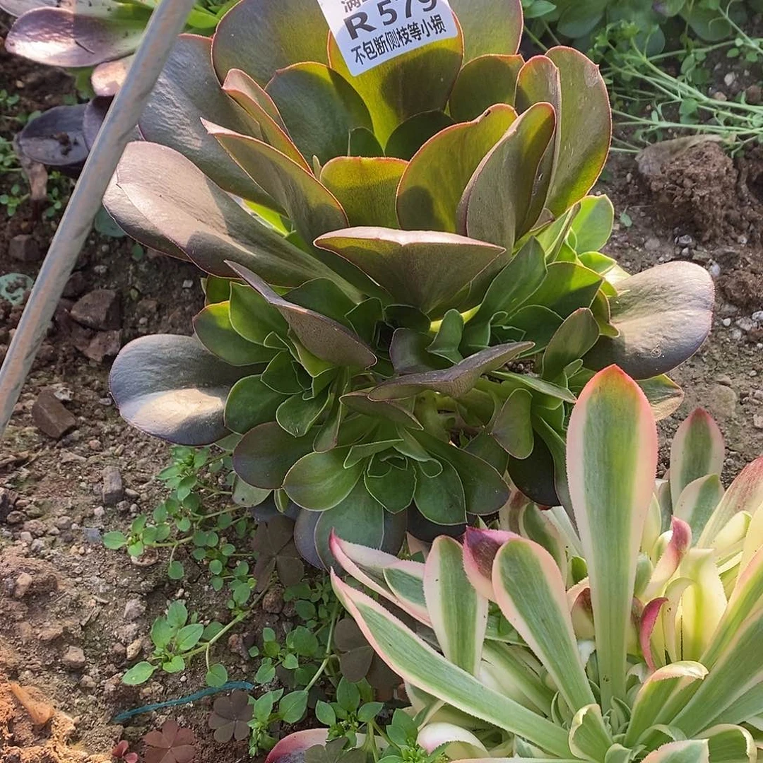 579魅金玫瑰多肉