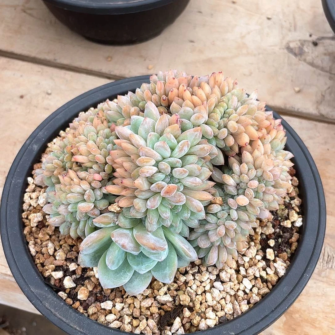 多肉植物多肉植物