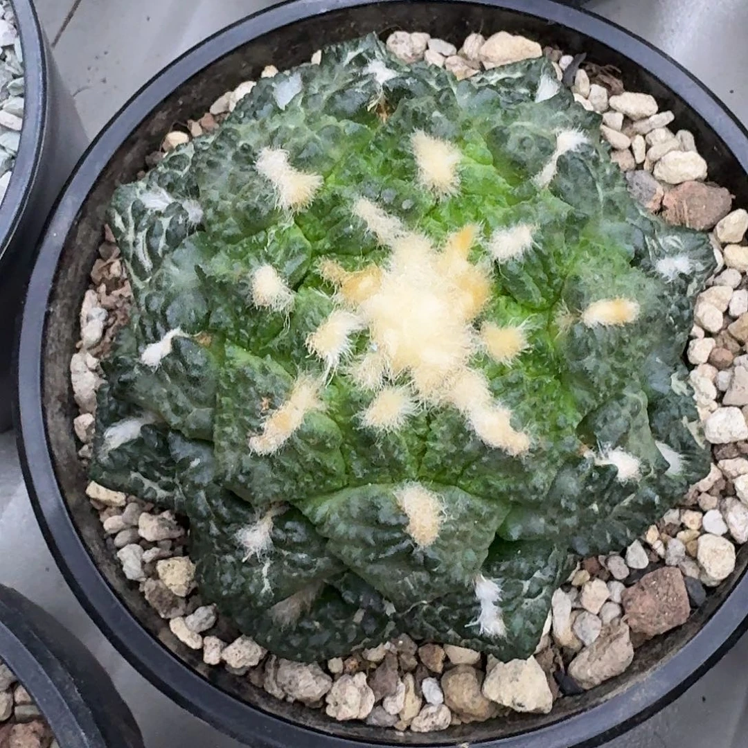 苗接自根连山牡丹，暂未开根