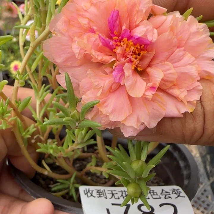 无花朵J782紫心缤纷超小苗盆口10cm