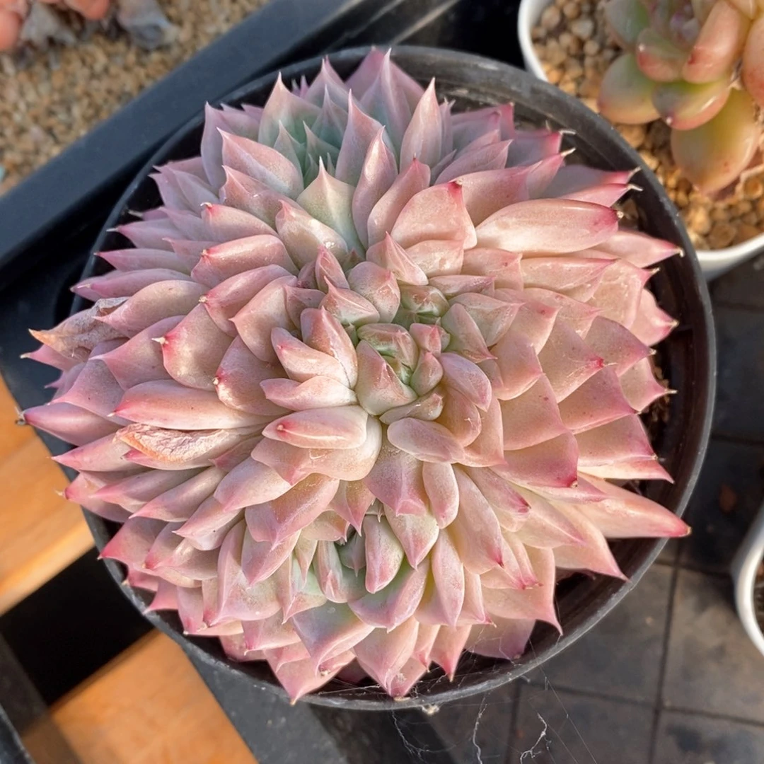 精品多肉一物一板不包整159