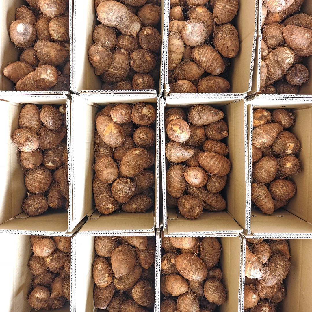 贵州云南新鲜牛奶小毛芋头大果福利粉糯香甜当季蔬菜代餐优质碳水