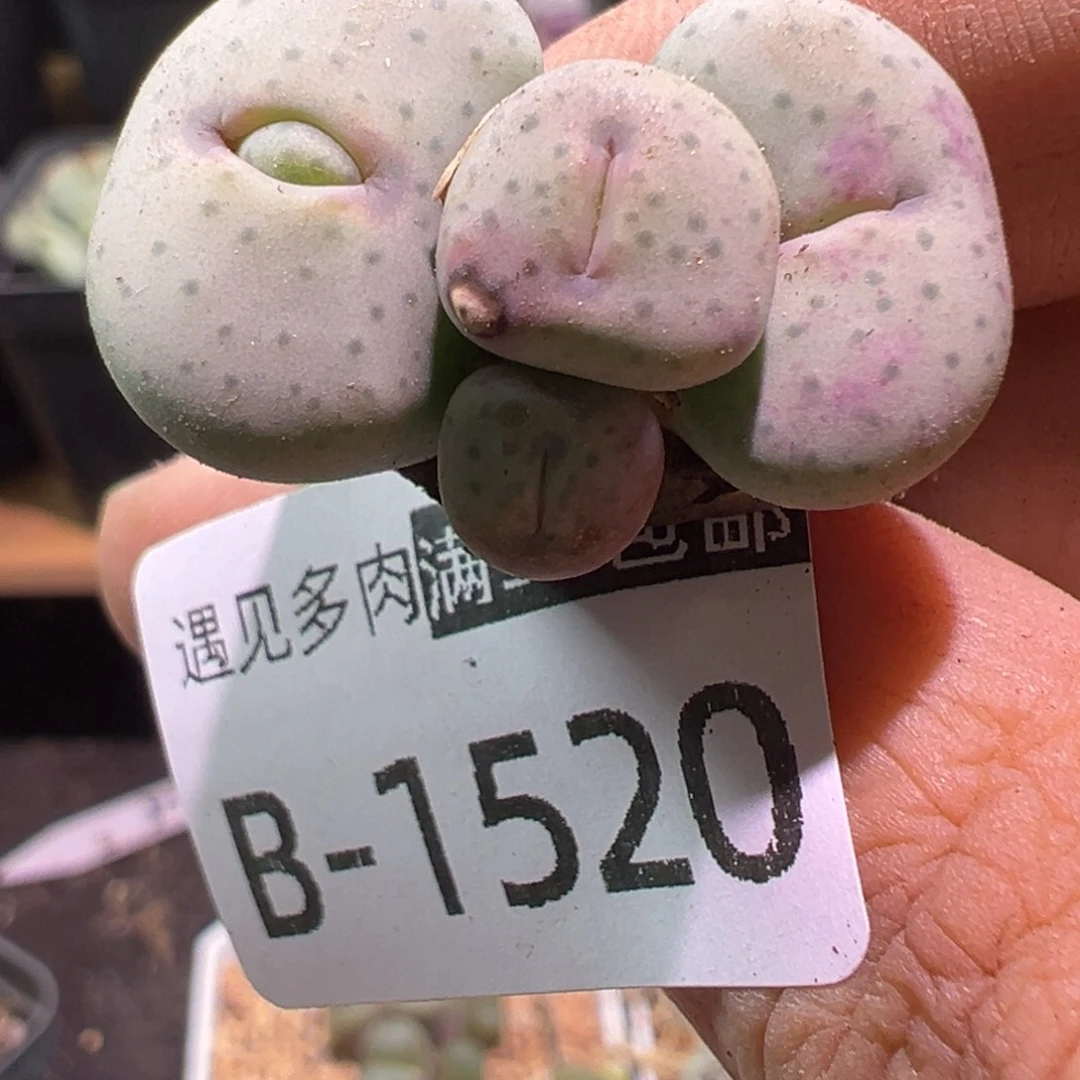 多肉植物111111111111