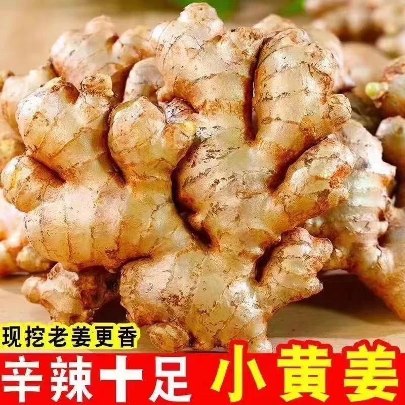 正宗云南高山小黄姜新鲜现挖带泥发货姜香浓郁辛辣味十足