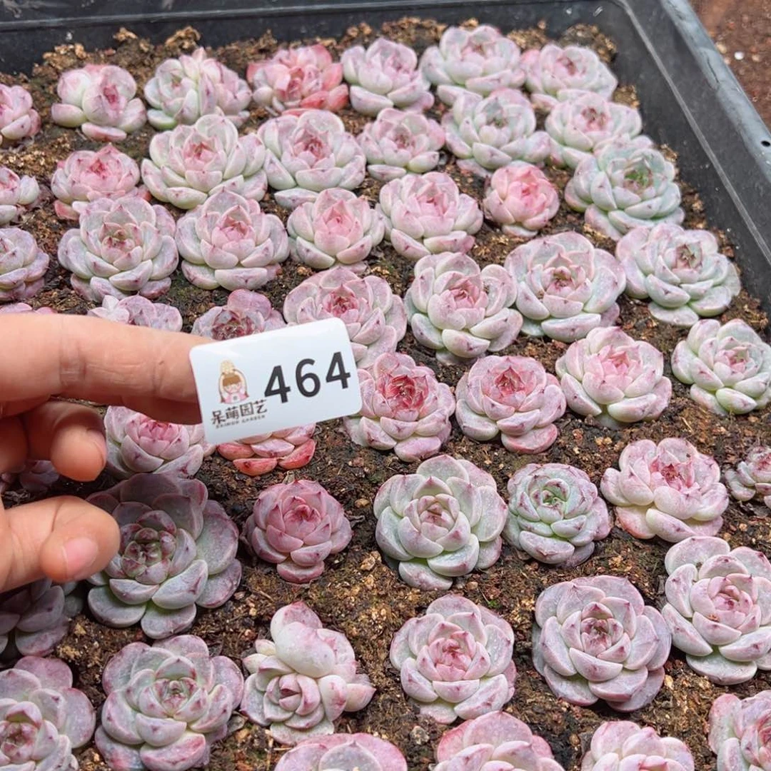 原****啊多肉植物多肉植物