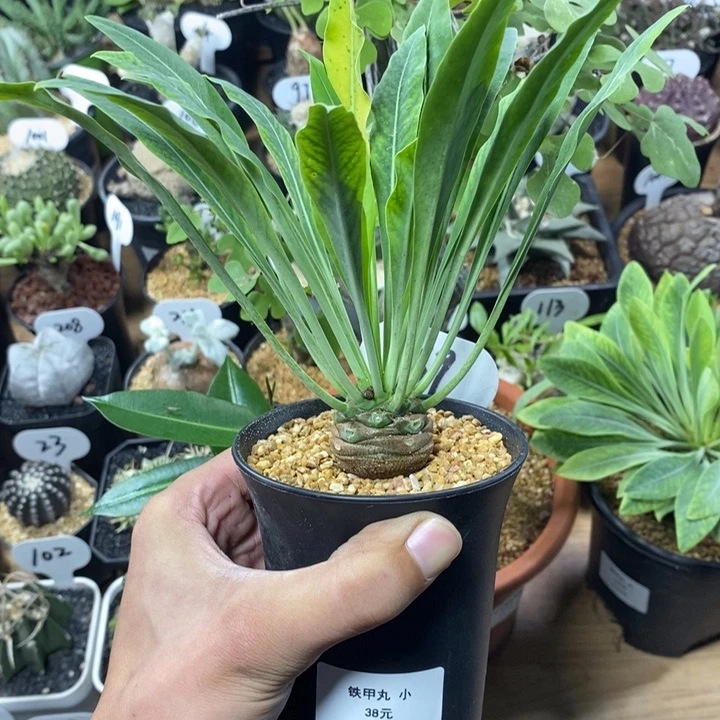 实生铁甲丸69号3.2cm