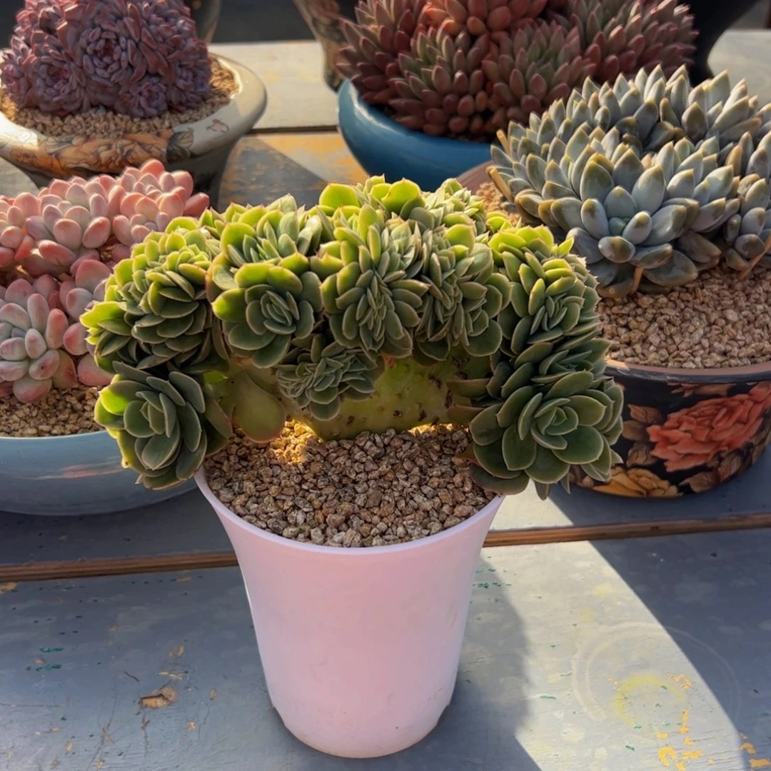 星娜塔缀化多肉植物