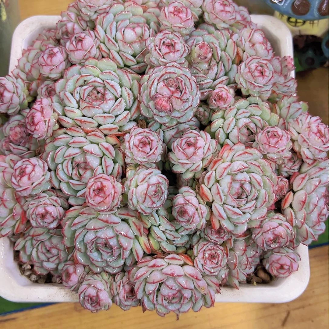 小*贵8888888888888888