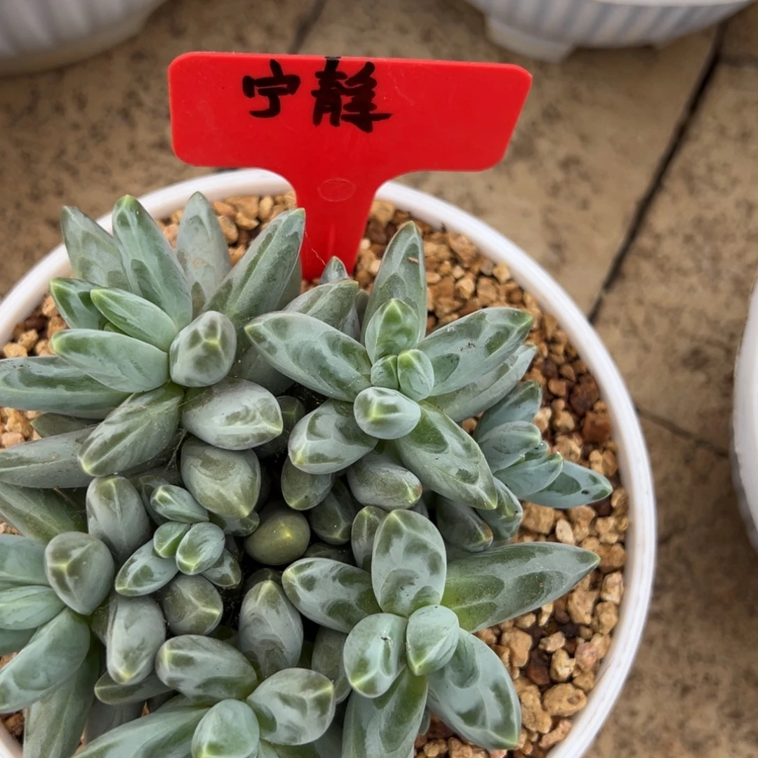 宁***静我是花卉专用车小区管护