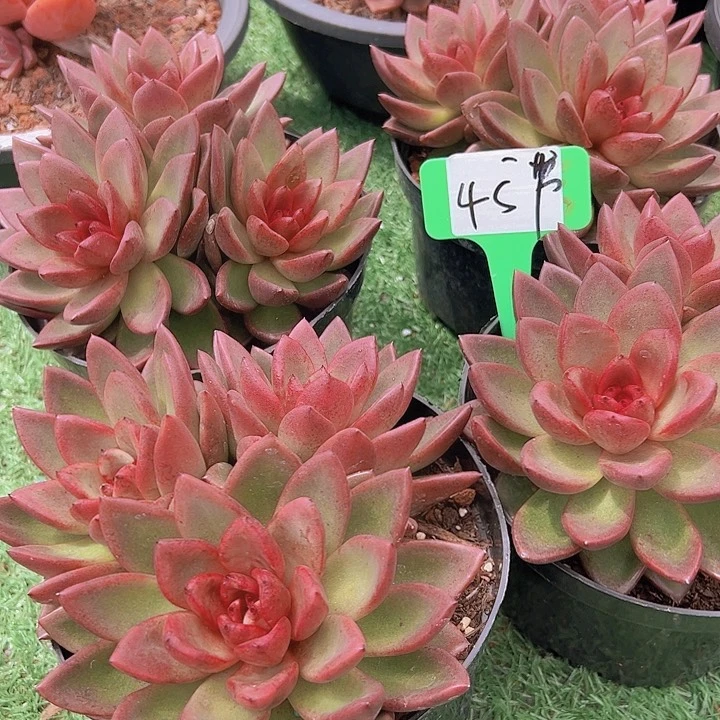 45太阳宝石带盆一个