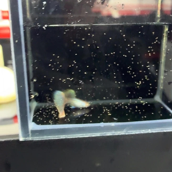 孔雀鱼幻彩马卡龙种鱼一对