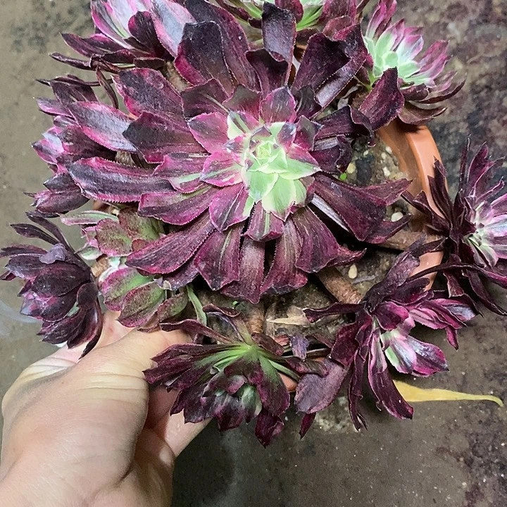 多肉植物保护研究所