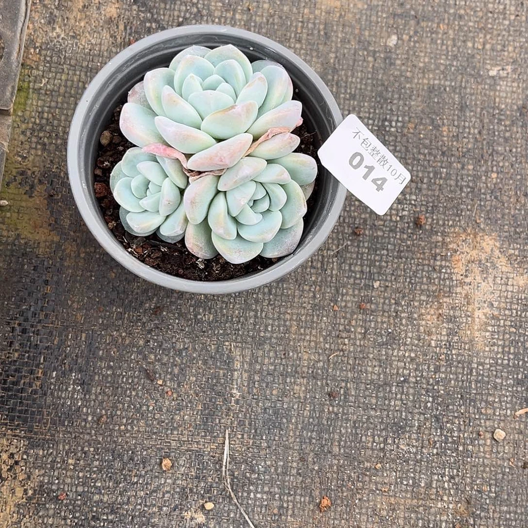 阿雅园艺。      014冰玉