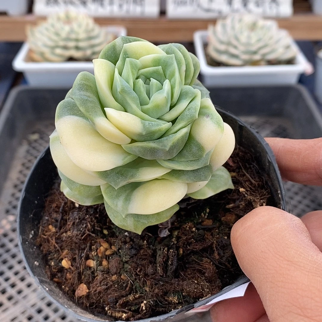 10196 可爱玫瑰花脸锦