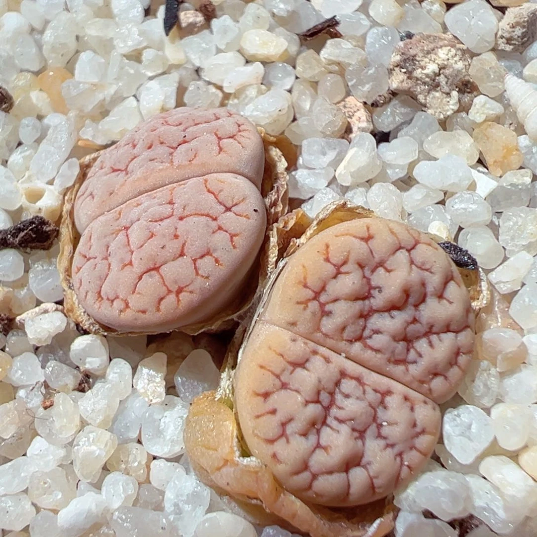 207-463.我的小伙伴